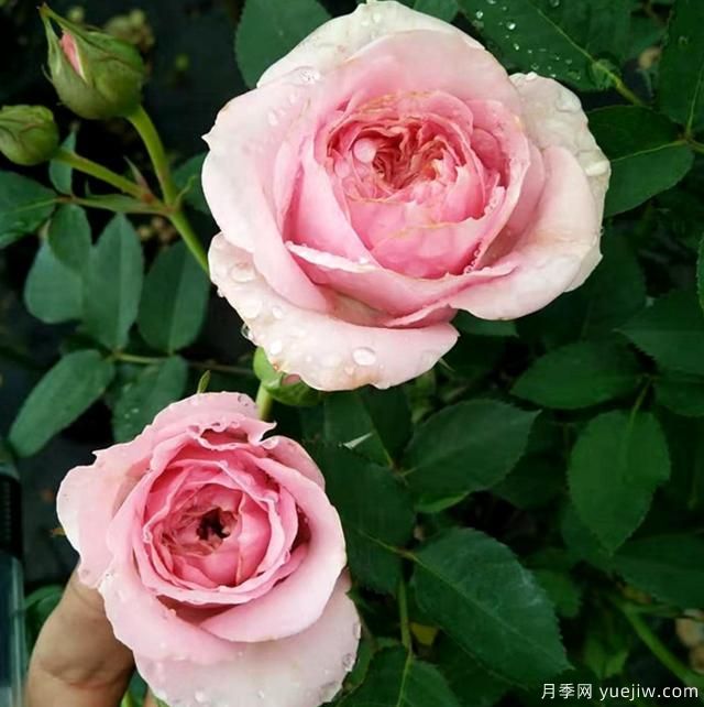 專屬12星座的月季花，你的星座是什么月季(圖8)