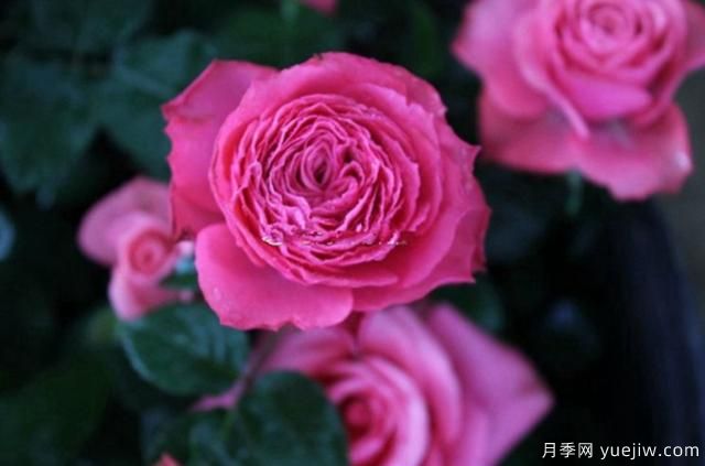 專屬12星座的月季花，你的星座是什么月季(圖12)