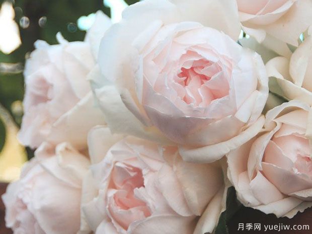 介紹10種濃香月季，好養(yǎng)又好看，陽臺盆栽香飄滿屋(圖3)