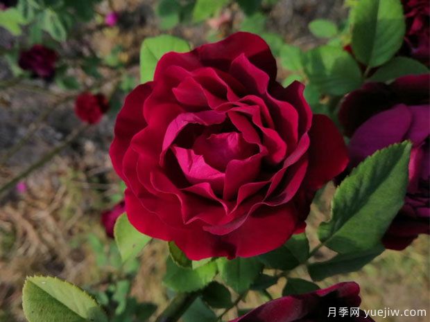 賈博士的紀念月季/紀念阿方斯拉瓦萊埃月季(圖1)