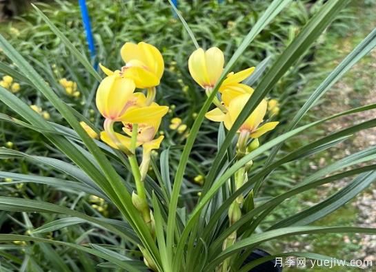 蘭花常見病害喲哪些？如何識(shí)別與防治？(圖1)