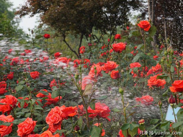 種植月季2000多萬(wàn)株，鄭州打造月季花城(圖1)