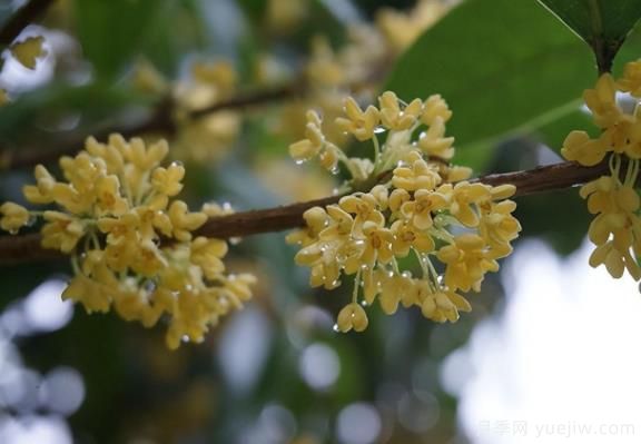 桂花樹和山月桂的區(qū)別有哪5點(diǎn)？(圖1)