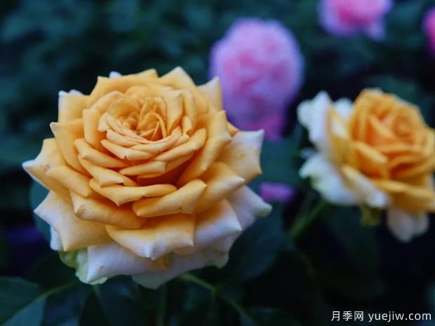 10月北方氣溫驟降，苗木應(yīng)該如何養(yǎng)護(hù)管理？(圖1)