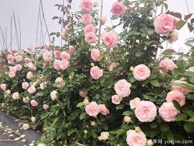 植物間也會(huì)相克，園林綠化應(yīng)重視(圖1)