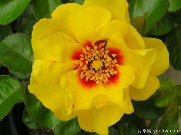 月季育種家：美國(guó)James A. Sproul(圖1)