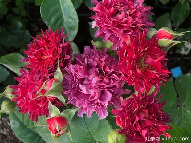 紅茶??录?圖1) 紅茶海葵月季(圖1)