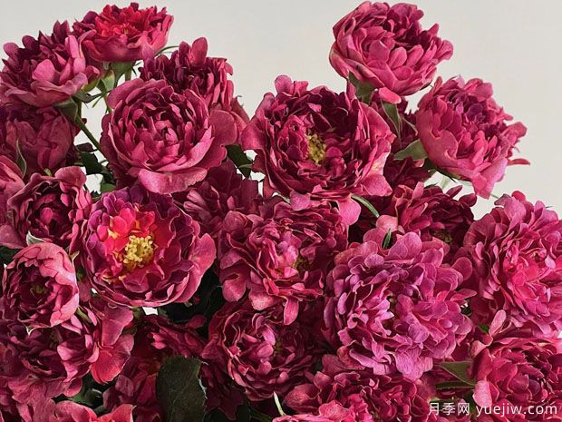 紅茶??录?圖2) 紅茶??录?圖2)