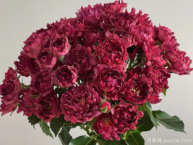 紅茶??录?圖3) 紅茶??录?圖3)