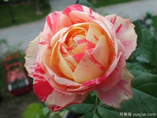 狂歡派對月季/毛茛之舞月季(圖4)