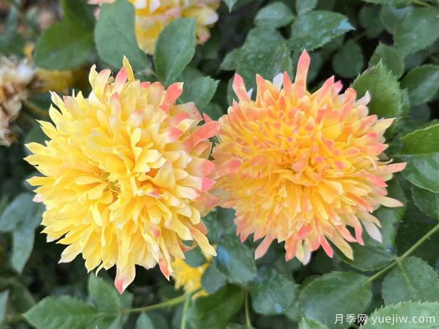 煙花波浪月季/煙花褶邊(圖5)