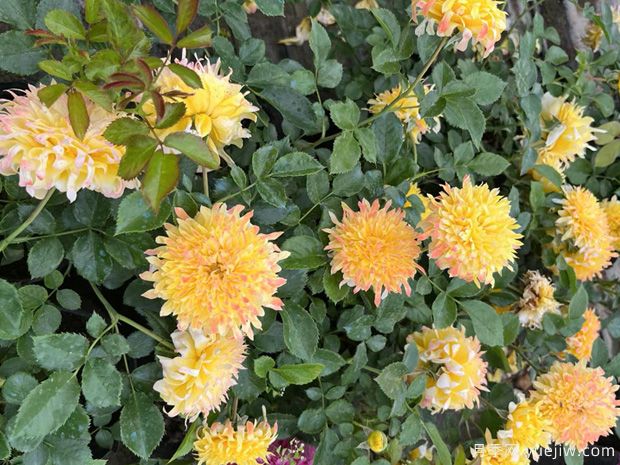 煙花波浪月季/煙花褶邊(圖6)