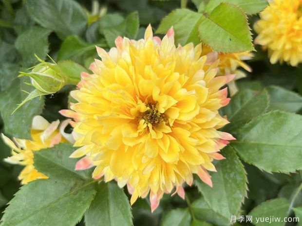 煙花波浪月季/煙花褶邊(圖4)