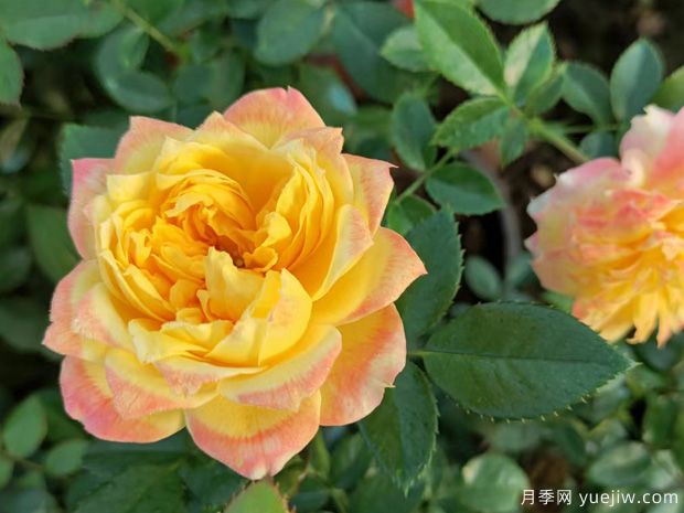 煙花波浪月季/煙花褶邊(圖7)