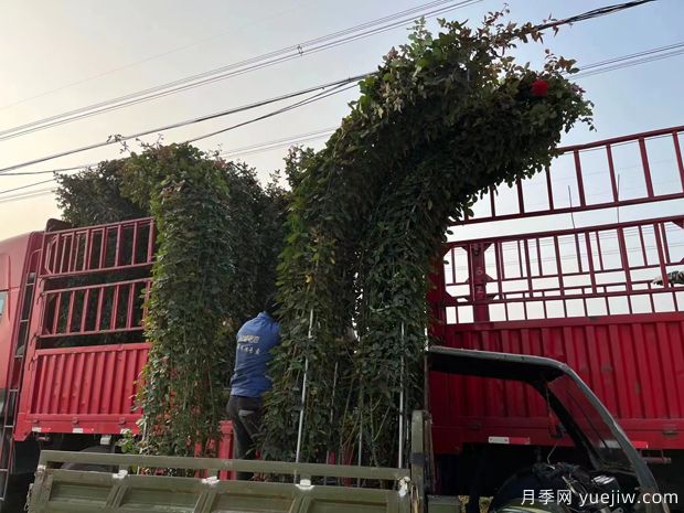 大型造型拱門月季紅色景點(diǎn)花廊(圖3)