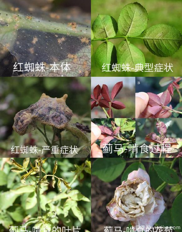 全面的月季蟲害圖鑒，癥狀判斷和防治用藥(圖1)