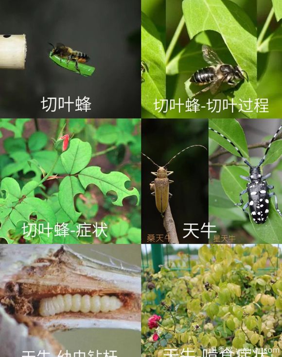 全面的月季蟲害圖鑒，癥狀判斷和防治用藥(圖2)