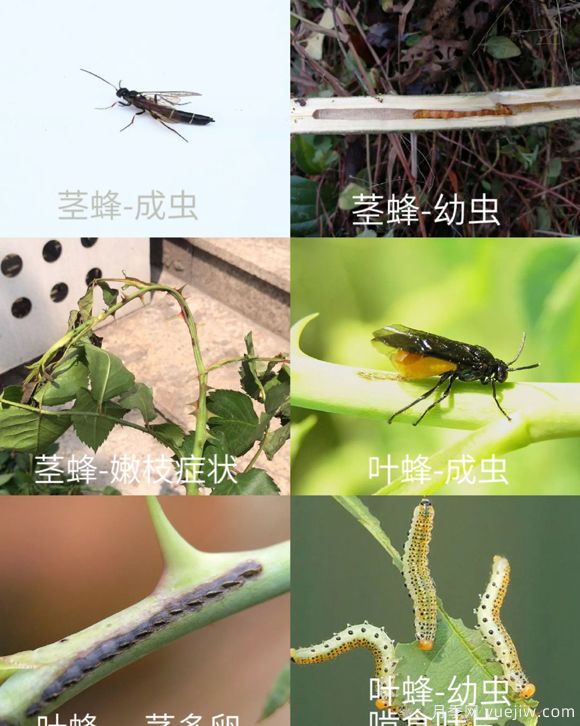 全面的月季蟲害圖鑒，癥狀判斷和防治用藥(圖3)