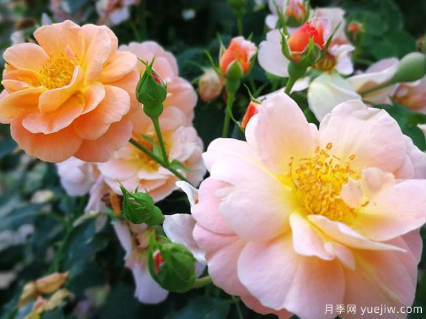 琥珀地毯月季/賽達納地毯(圖4)