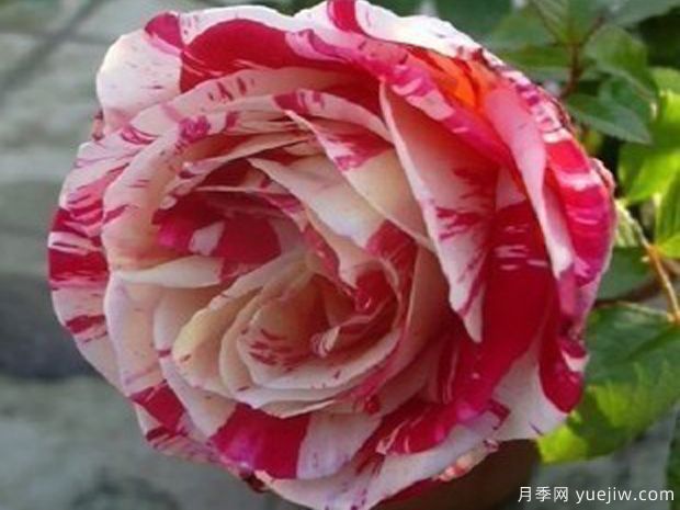 紅白歌會(huì)月季(圖1)