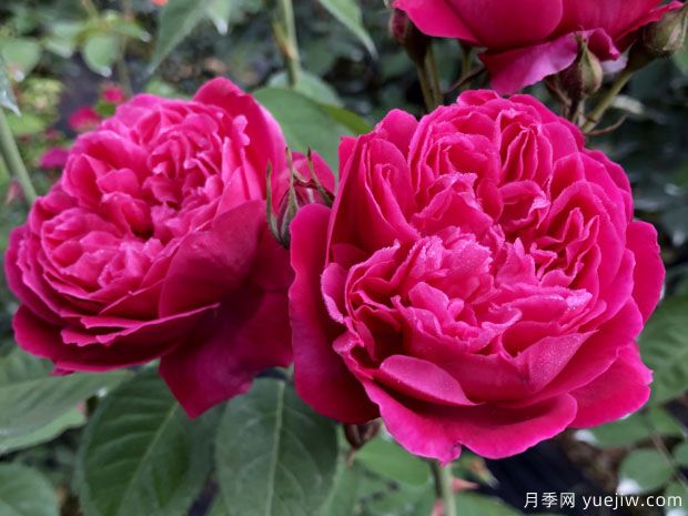 古老月季推薦，紫燕飛舞月季(圖1)