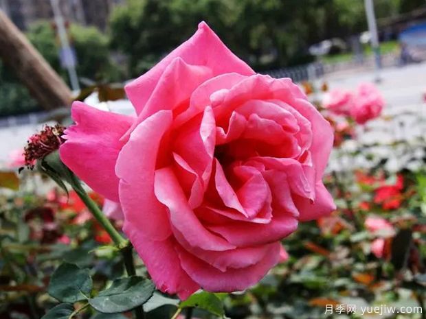 衡陽(yáng)月季市花文化和景觀圖集(圖1)