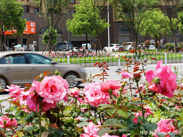衡陽(yáng)月季市花文化和景觀圖集(圖2)