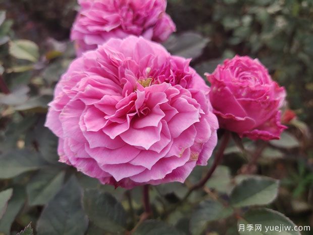 花盆種月季如何長(zhǎng)好？挑品種澆好水施好肥(圖1)
