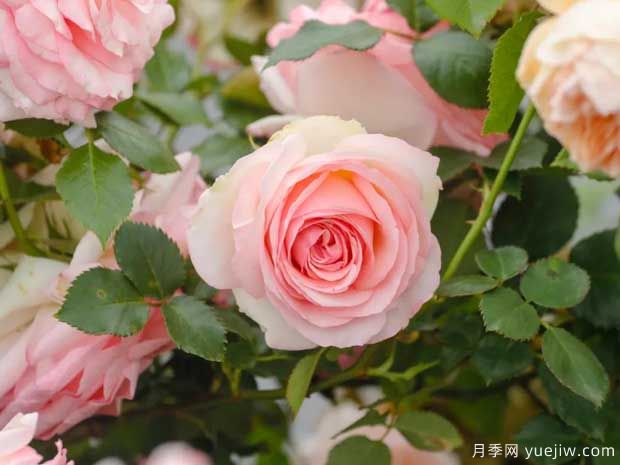 月季花如何施肥能花多色艷？月季施肥時間注意點(圖1)