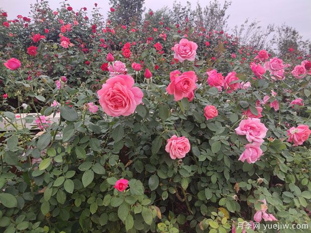 月季多年老化后開花少又小怎么辦？做好修剪就可以了(圖1)
