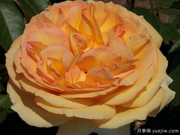 夏日時(shí)光月季/陽(yáng)光浪漫月季(圖4)