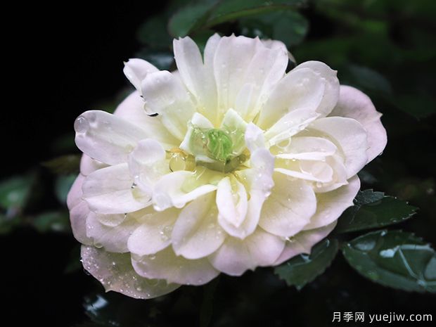 超微月季推薦，雪姬月季(圖1)