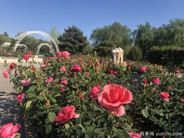 唐山月季市花文化和景觀(guān)圖集(圖1)