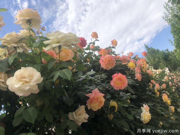 唐山月季市花文化和景觀(guān)圖集(圖3)