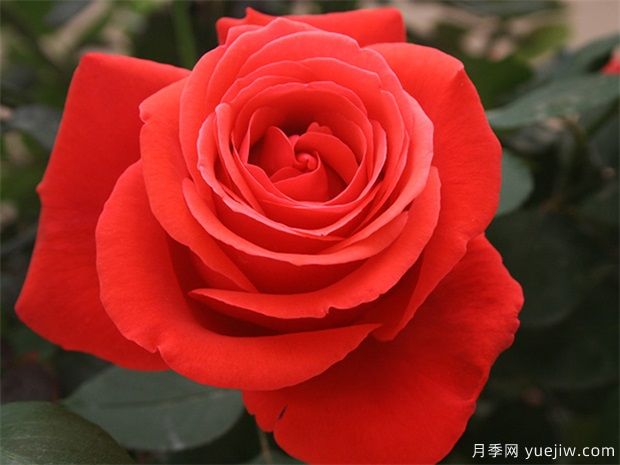 花友寶典，月季養(yǎng)護(hù)要點(diǎn)說(shuō)明書(shū)(圖1)