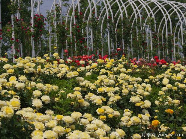 濟寧月季市花文化和景觀圖集(圖5)