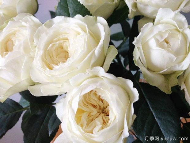 夢(mèng)之蕾月季/夢(mèng)芽月季(圖2)