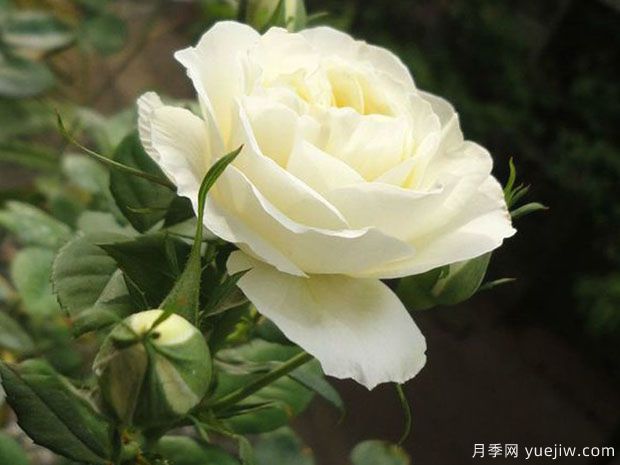 夢(mèng)之蕾月季/夢(mèng)芽月季(圖3)