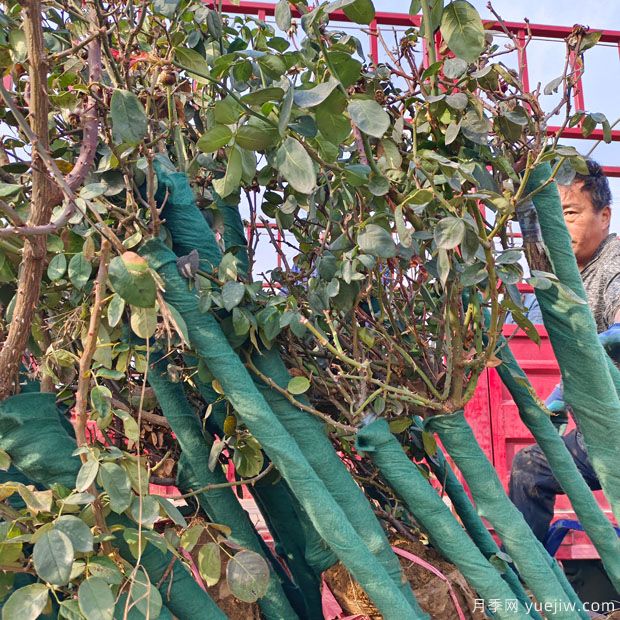 三公分樹狀月季工程苗美化貴州道路(圖2)