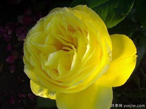 紀念馬塞爾普魯斯特月季/憶普魯斯特月季(圖3)