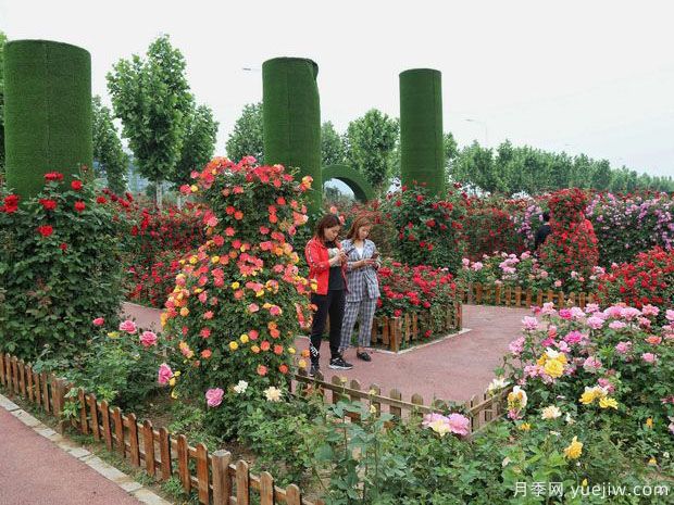 平頂山月季市花文化和景觀圖集(圖6)