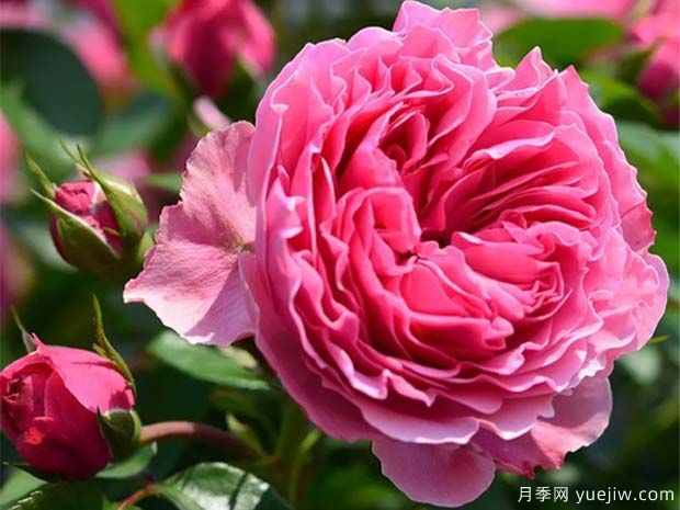 月季怎樣換盆？月季花換盆辦法(圖1)