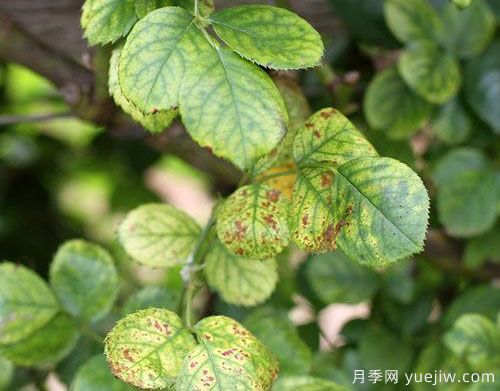 月季葉子發(fā)黃的原因和養(yǎng)護(hù)處理辦法(圖1)