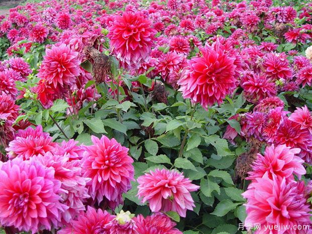 月季花花期長(zhǎng)，養(yǎng)花還有哪幾種花期可達(dá)半年？(圖1)