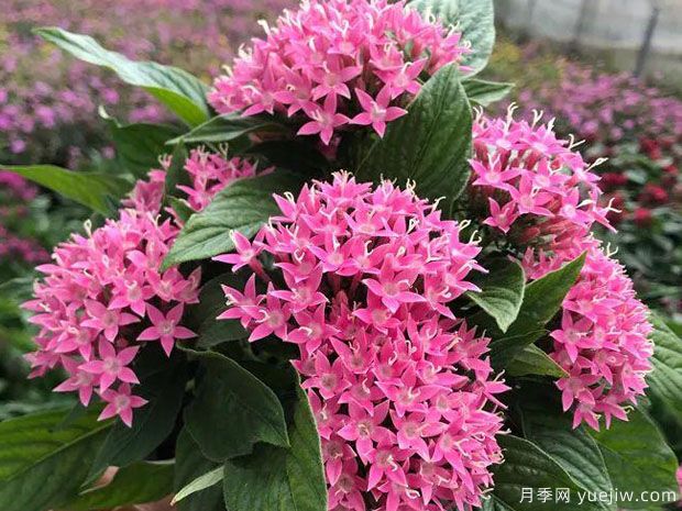 月季花花期長(zhǎng)，養(yǎng)花還有哪幾種花期可達(dá)半年？(圖2)