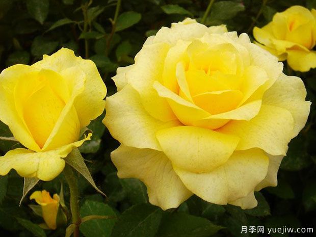 金牌月季的優(yōu)缺點是什么？(圖1)