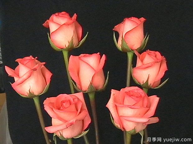 唐紅月季(中國(guó))(圖3)
