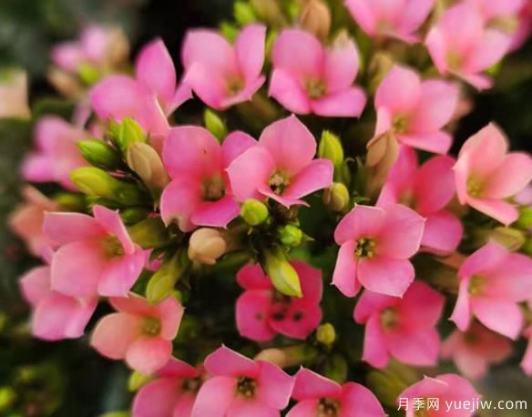 長壽花冬天怎么養(yǎng)護(hù)？解決凍傷不開花消苞的辦法(圖1)