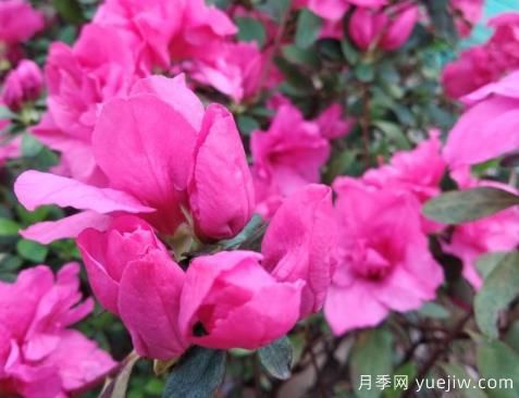  如何把杜鵑花養(yǎng)好？做好四點，花開熱情四季可賞(圖1)