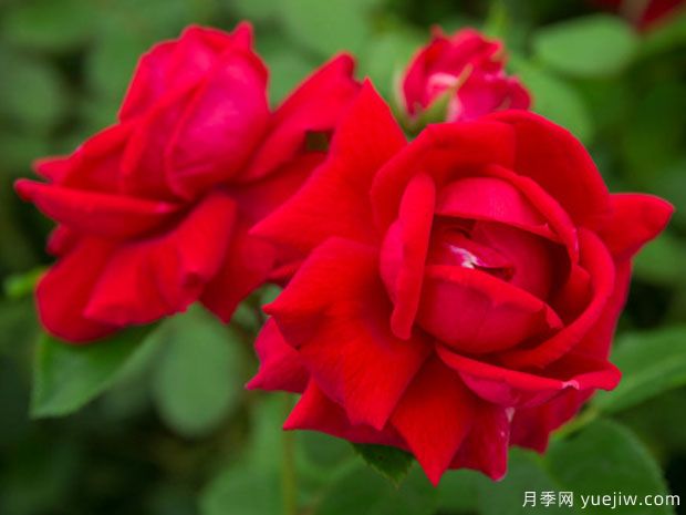 愛(ài)情降臨月季/癡情月季(圖2)